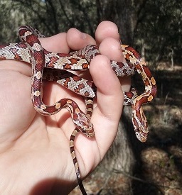 Corn snakes small
