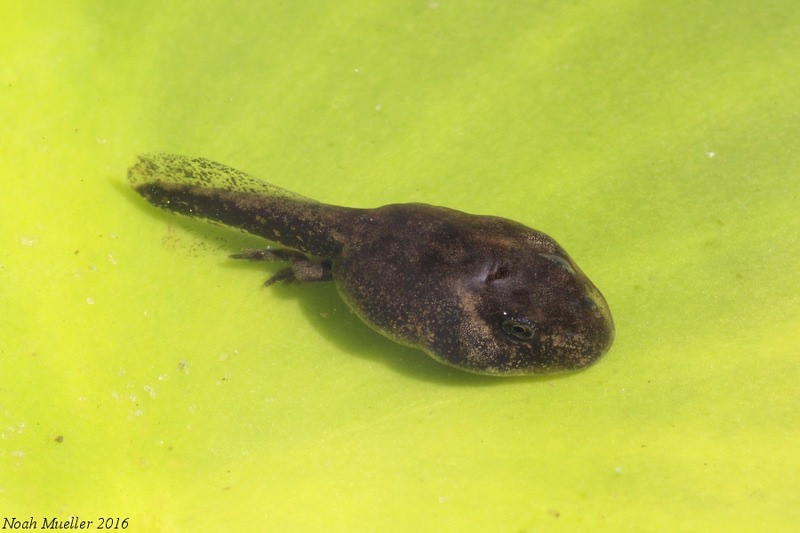 Tadpoles by scientific name