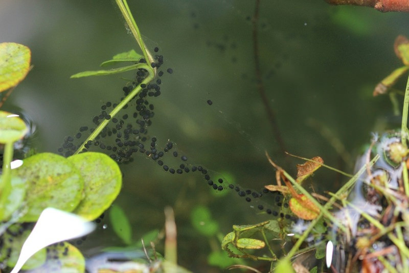Anaxyrus terrestris eggs