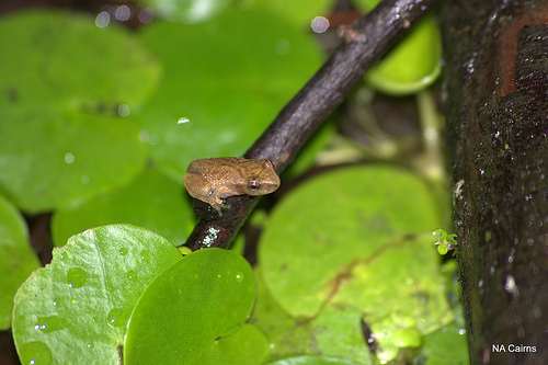 Pseudacris crucifer froglet