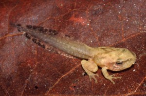 Photo courtesy of Scott Bolick